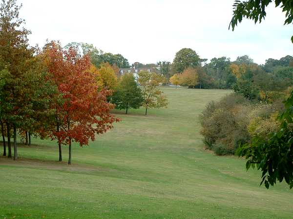 Kings Wood, Terriers