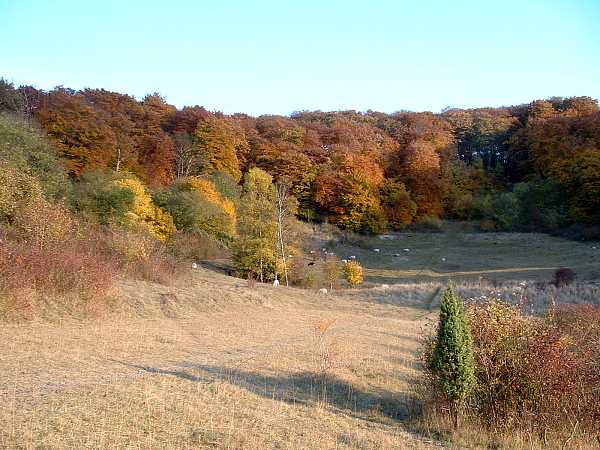 Pulpit Hill