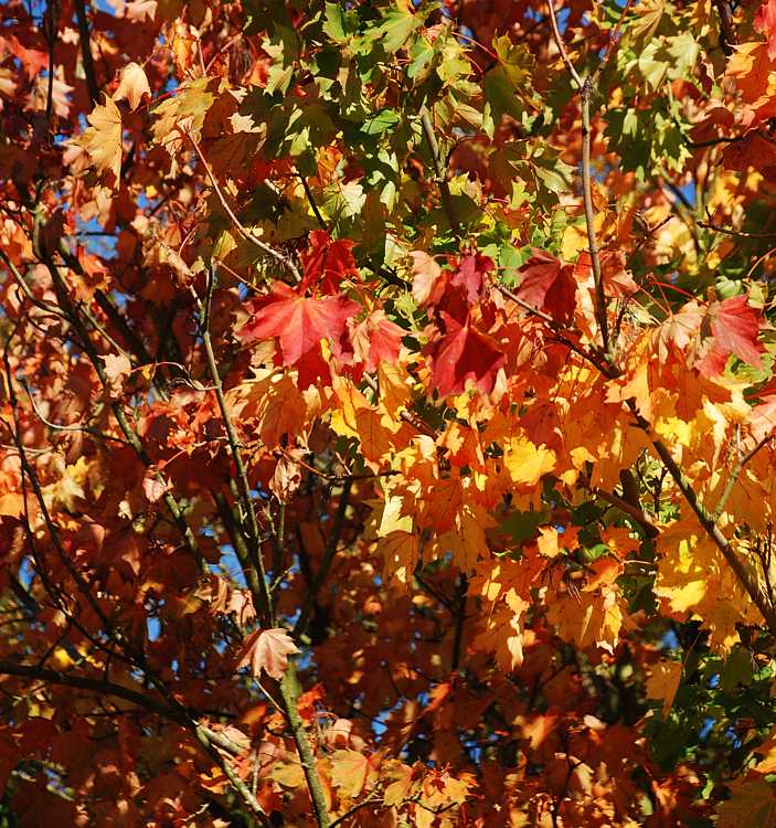 Colourful leaves