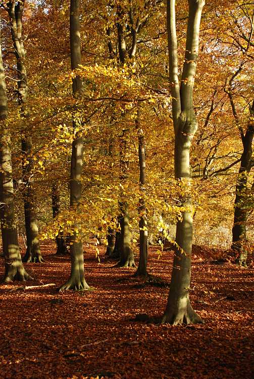 Autumn woods