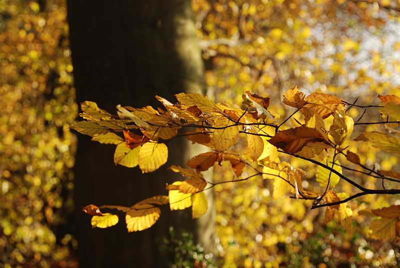 Autumn woods