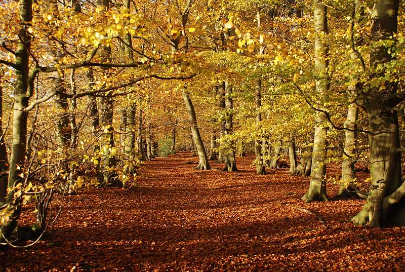 Autumn woods