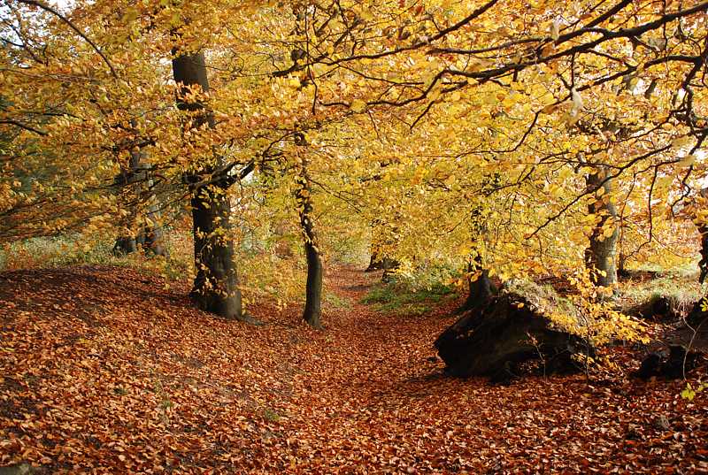 Grims Ditch near Hampden House