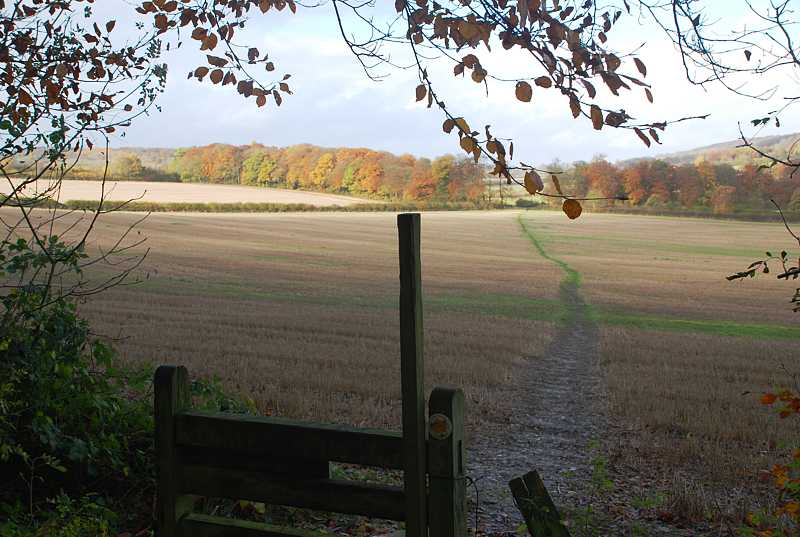 Autumn woods