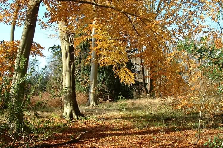 Autumn Beech woods