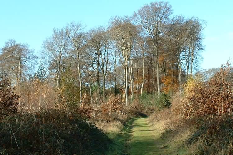 Path through the woods