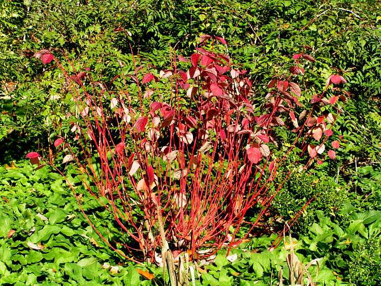 Cliveden House Gardens