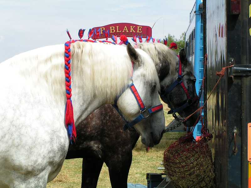 Horse at Great Bucks Steam Rally