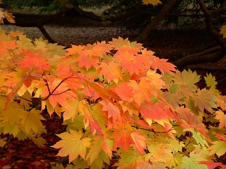 Westonbirt Arboretum