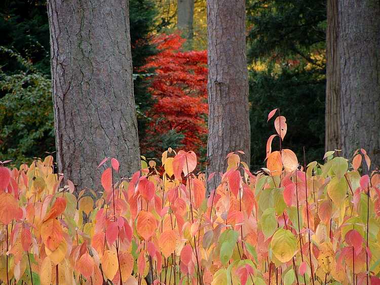 Westonbirt Arboretum