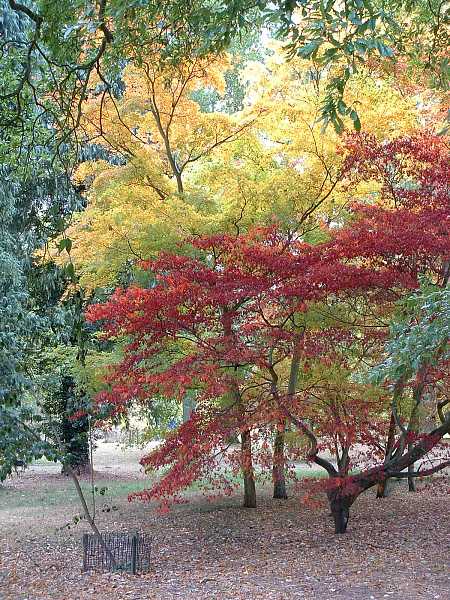 Westonbirt Arboretum