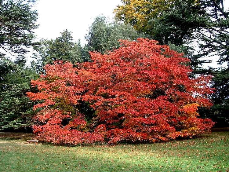 Westonbirt Arboretum