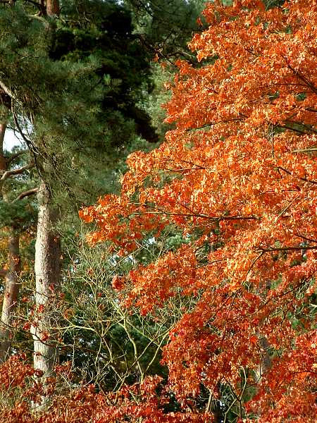 Westonbirt Arboretum