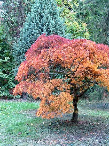 Westonbirt Arboretum