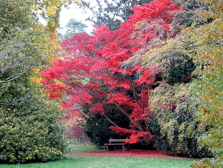 Westonbirt Arboretum