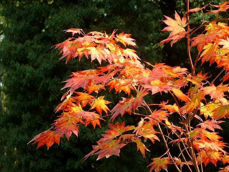 Westonbirt Arboretum