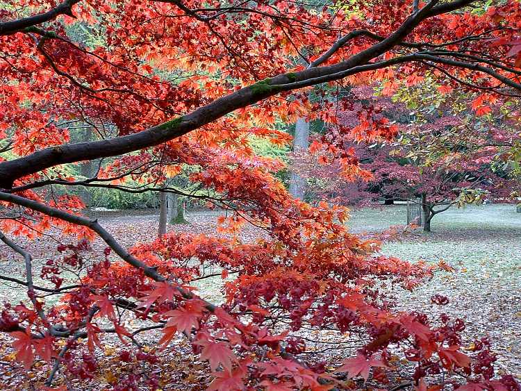 Westonbirt Arboretum