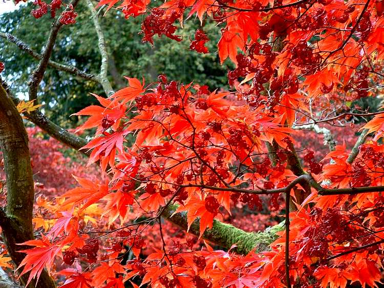 Westonbirt Arboretum