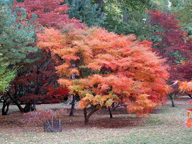 Westonbirt Arboretum