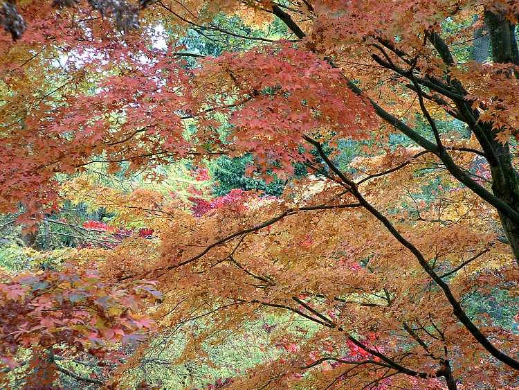 Westonbirt Arboretum