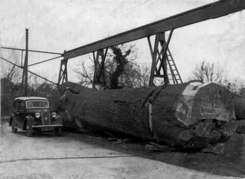 700 cubic foot cedar tree