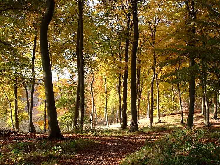 Autumn in Whiteleaf Woods