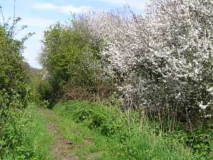 Bridleway by Grim's Ditch