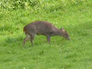 Wild muntjac deer.